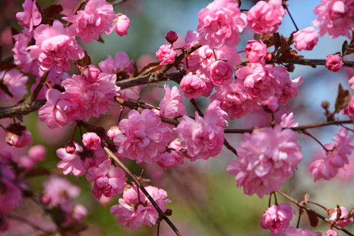 紫叶樱花原创拍摄
