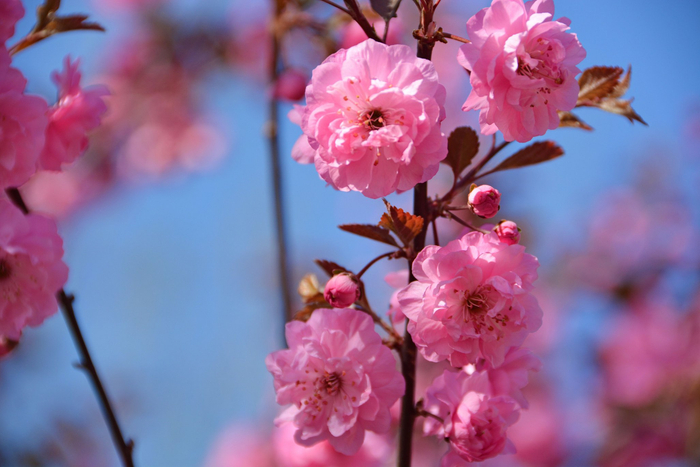 紫叶樱花原创拍摄