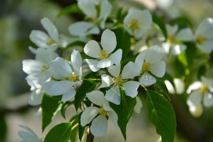 山丁子花,原创拍摄
