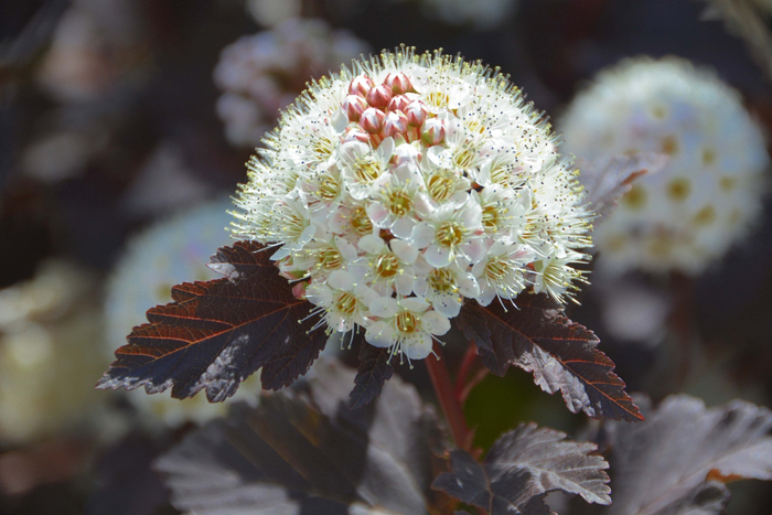 风箱果花朵,原创拍摄