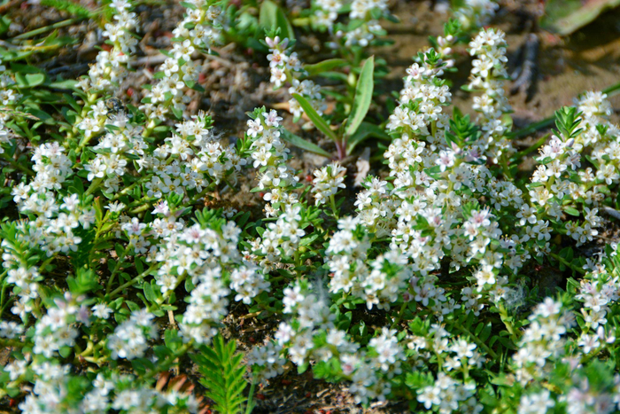 野生植物海乳草小花原创拍摄