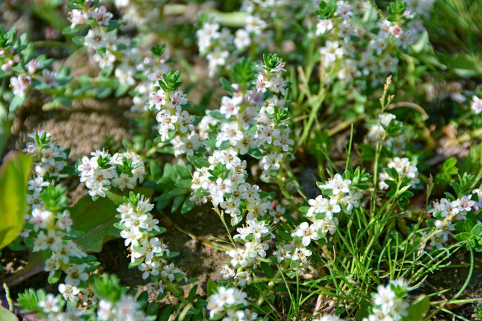 野生植物海乳草小花原创拍摄