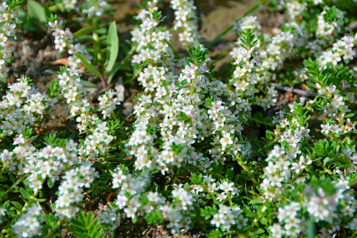 野生植物海乳草小花原创拍摄