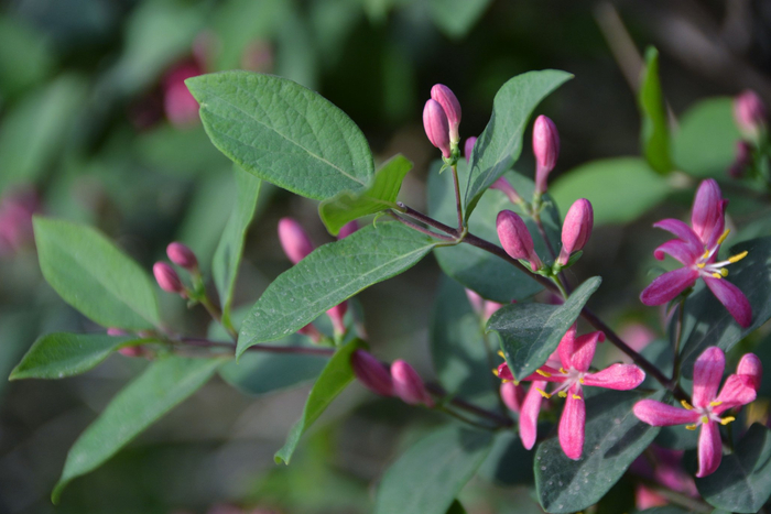 蓝叶忍冬花,原创拍摄