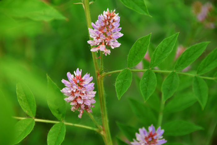刺果花,原创拍摄