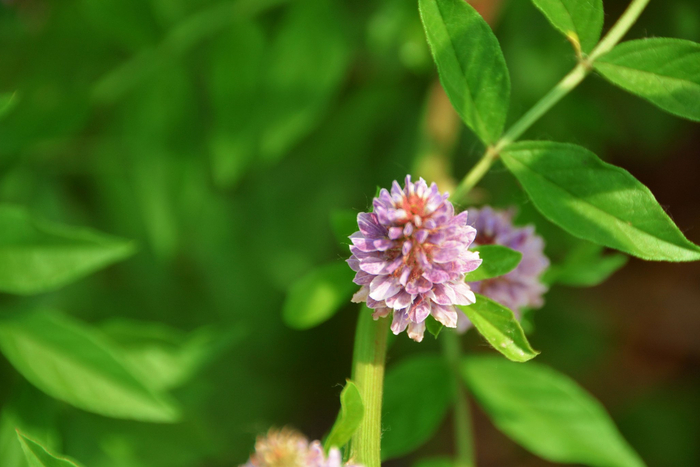 刺果花,原创拍摄