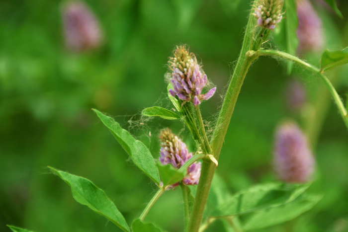 刺果花,原创拍摄