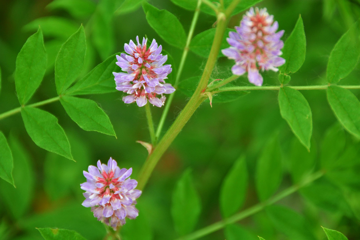 刺果花,原创拍摄