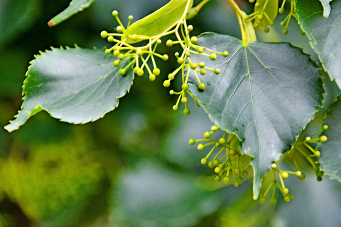 椴树青果实,原创拍摄