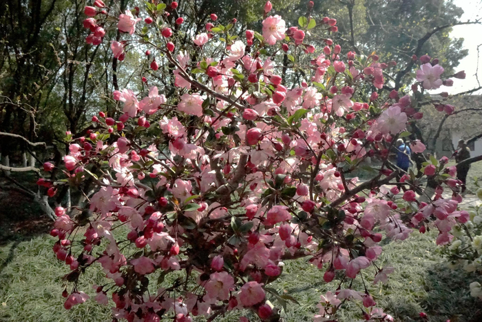 春韵海棠寻美荆川常州市第十二届海棠花会隆重启幕