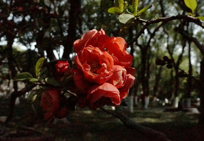 春韵海棠寻美荆川常州市第十二届海棠花会隆重启幕