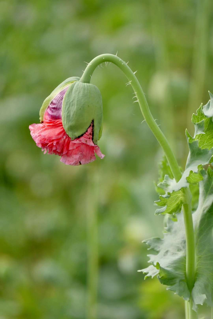 重瓣罂粟 虞美人和鹅掌楸的花