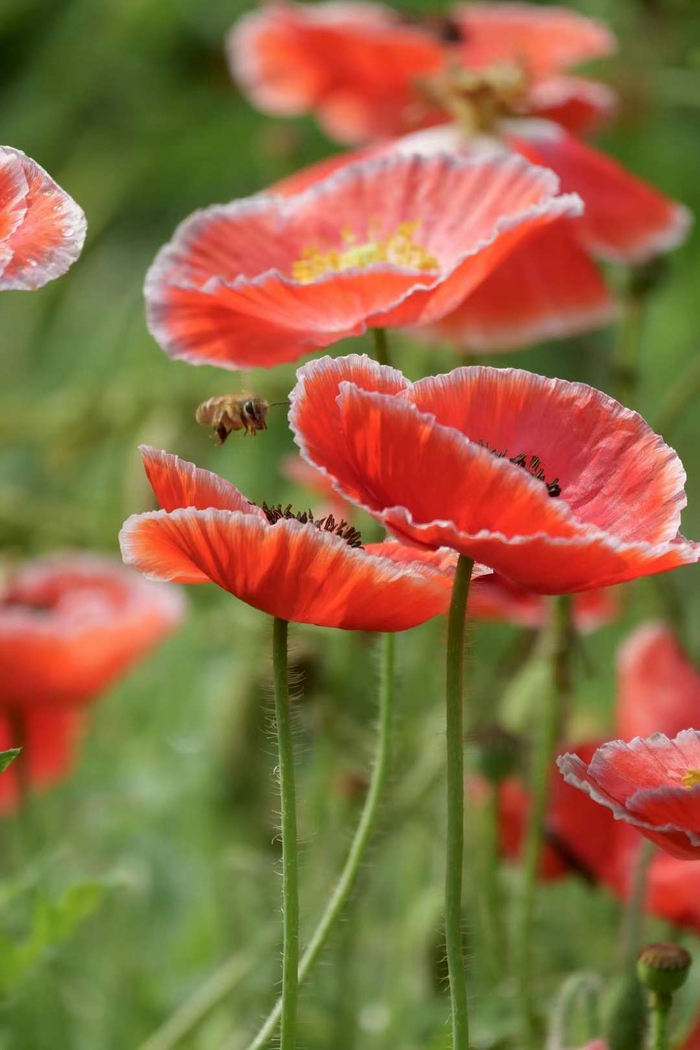 重瓣罂粟 虞美人和鹅掌楸的花