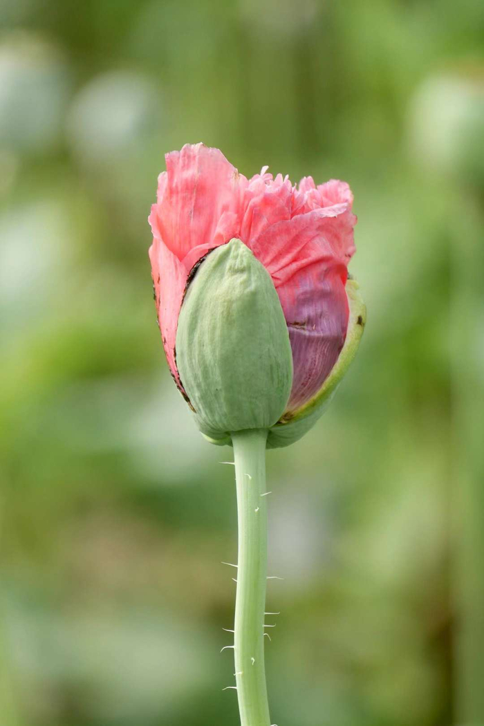 重瓣罂粟 虞美人和鹅掌楸的花