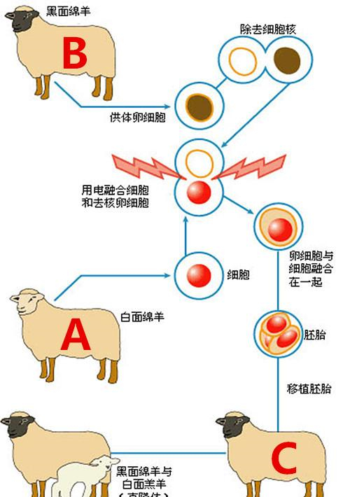 生物课本上著名的克隆羊多莉,如今怎么样了?结局令人后怕|细胞|人类|乳腺|基因|个体_新浪新闻