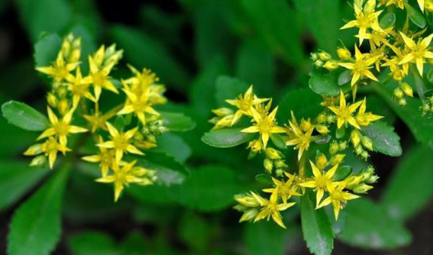 农村一种奇特蔬菜,叶子长有锯齿,能做成茶饮,是治高血压良方|费菜|高