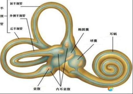 头晕还得查前庭?