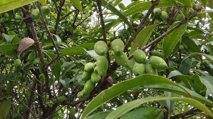 吉安随拍:桂子开满树