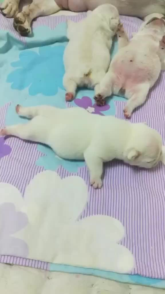 刚刚出生五天的法斗宝宝好萌