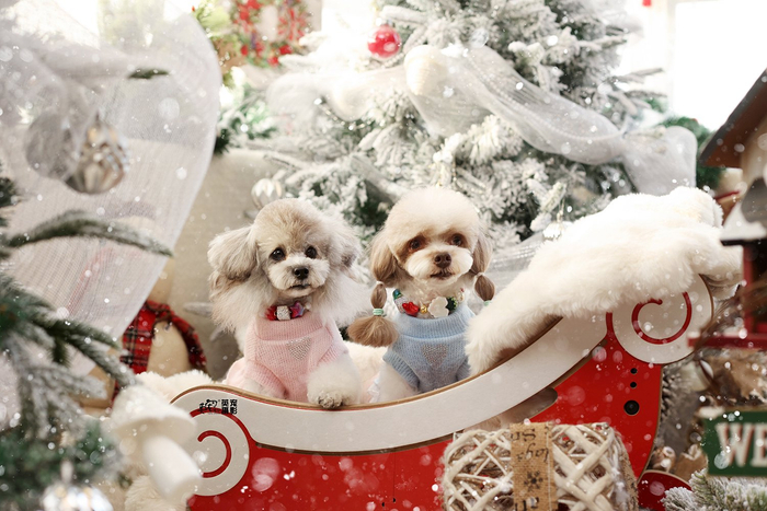 无论小喵喵还是小汪汪都可以坐着驯鹿车一起过圣诞节呀