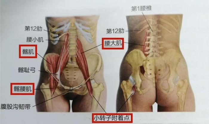 髂腰肌，部位、组成.......