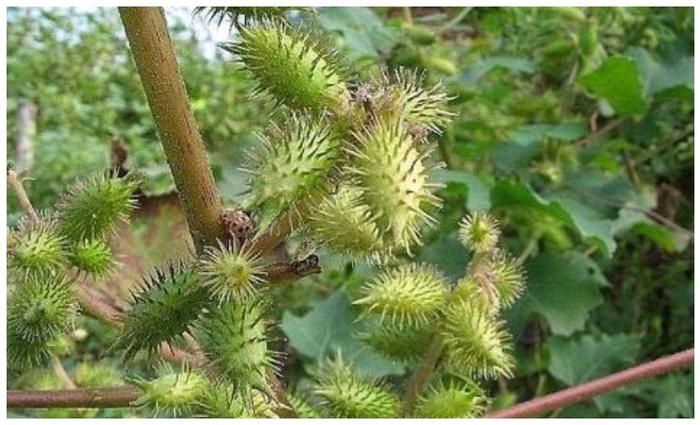 植物刺的类型及作用|植物|作用|叶刺|叶面|皮刺|环境|果实|叶脉|维管|位置_新浪新闻