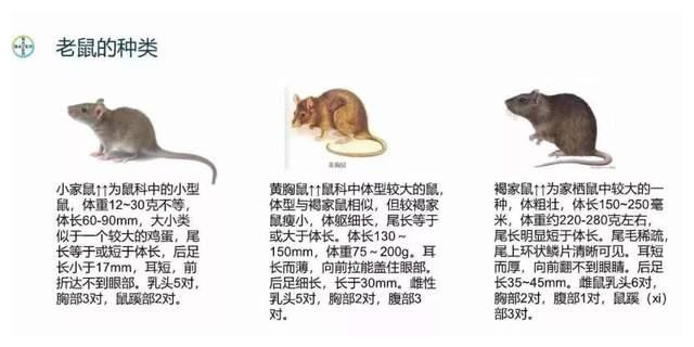 地球上的老鼠全部灭绝会怎样？|鼠类|人类|鼠疫|疾病|粮食_新浪新闻