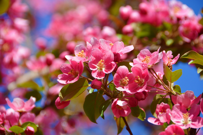 北美海棠花,原创拍摄