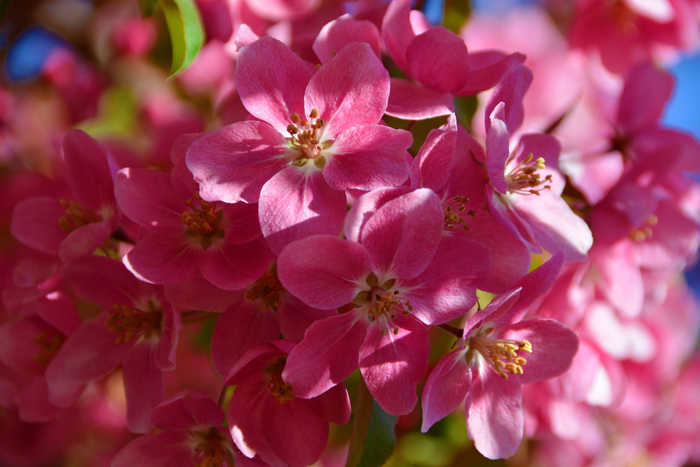 北美海棠花,原创拍摄