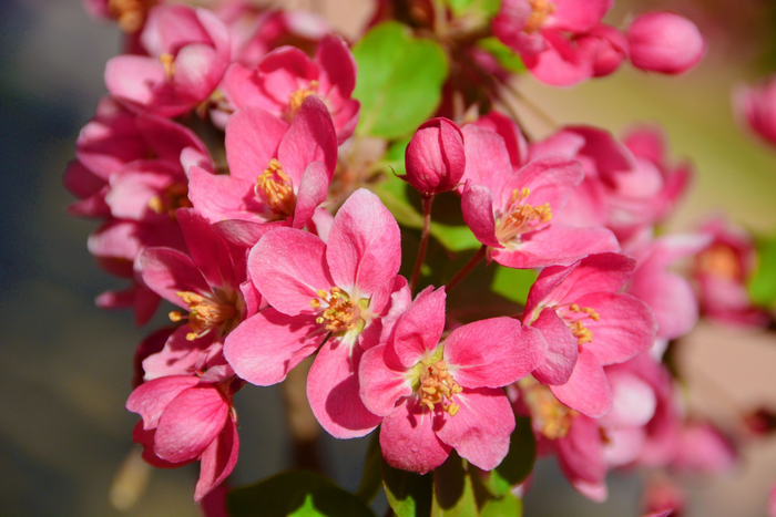 北美海棠花,原创拍摄