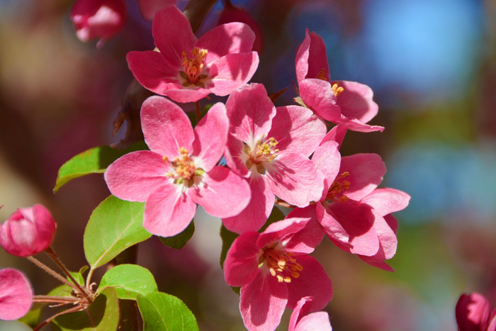 北美海棠花,原创拍摄