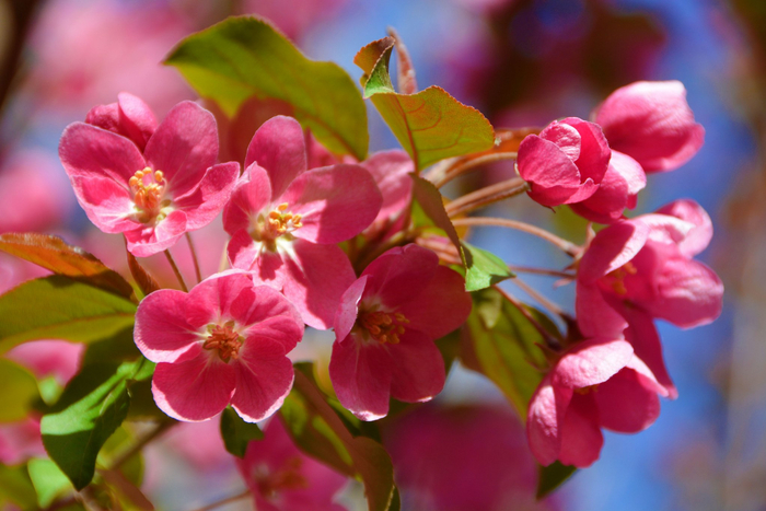 北美海棠花,原创拍摄