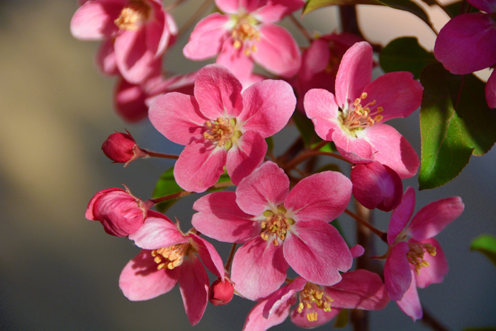 北美海棠花,原创拍摄