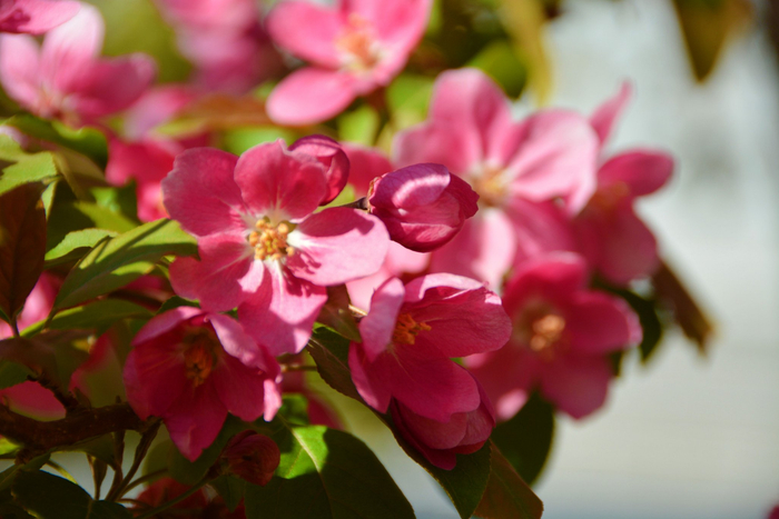 北美海棠花,原创拍摄
