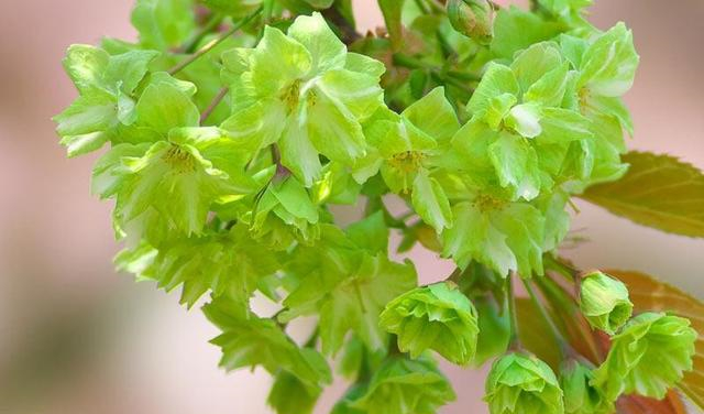 日本樱花盛开季:赏花当赏御衣黄