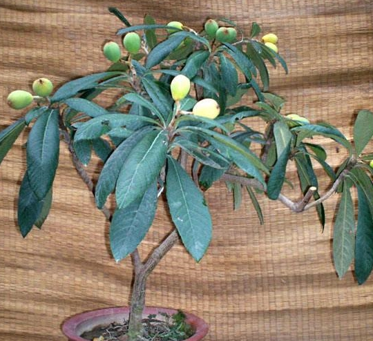 吃枇杷核别丢了撒10粒在盆里一个月成盆栽还能结出果子来