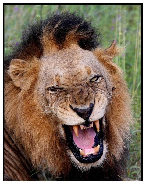 老六撒旦(又称t先生),出生于2001年11月,和老五怪尾巴是同胞兄弟,从小