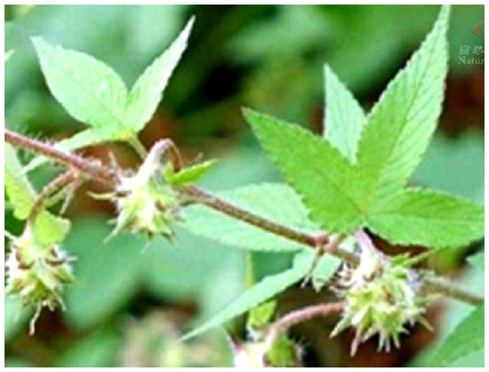 植物刺的类型及作用|植物|作用|叶刺|叶面|皮刺|环境|果实|叶脉|维管|位置_新浪新闻