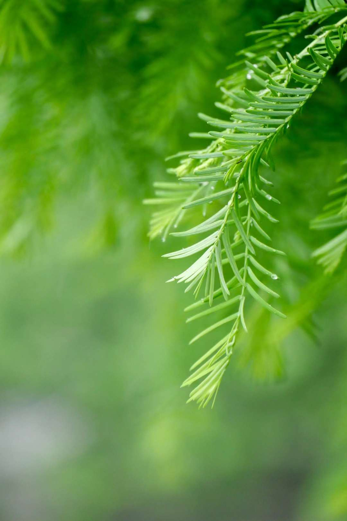 背景 壁纸 绿色 绿叶 树叶 植物 桌面 700_1050 竖版 竖屏 手机