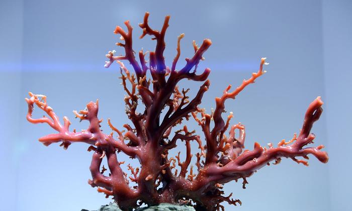 m261S サンゴ 珊瑚 315g 枝珊瑚 桃色-