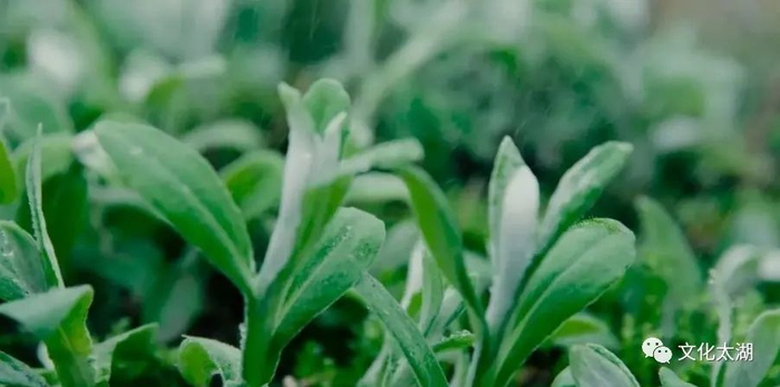 春游江淮请您来丨安徽太湖:毛香,太湖舌尖上的春天