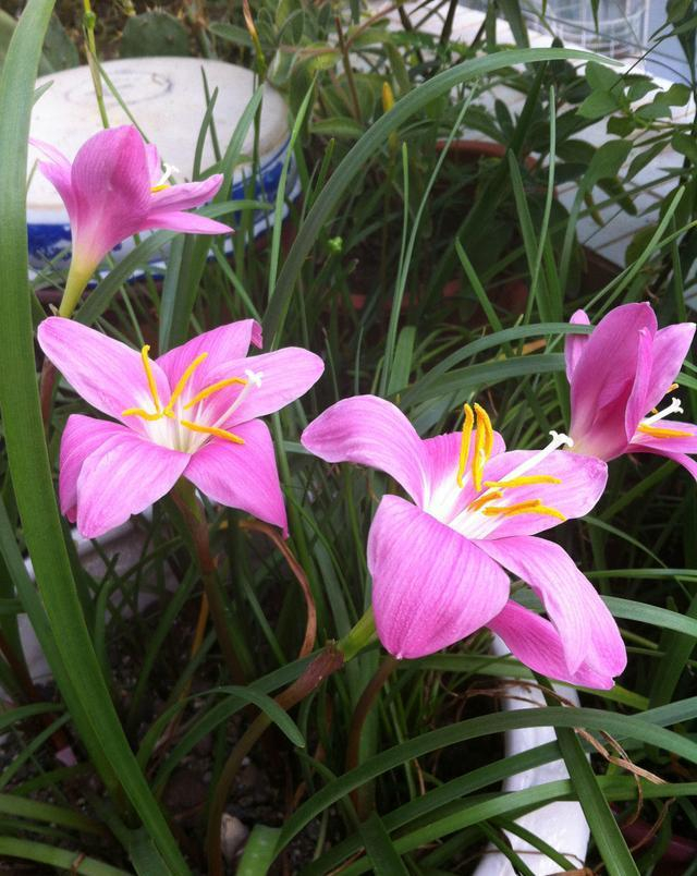 只长叶不开花风雨兰究竟怎么来赶紧来几招狠方法