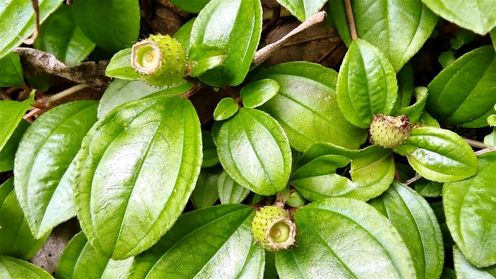 植物果实欣赏:地菍果实