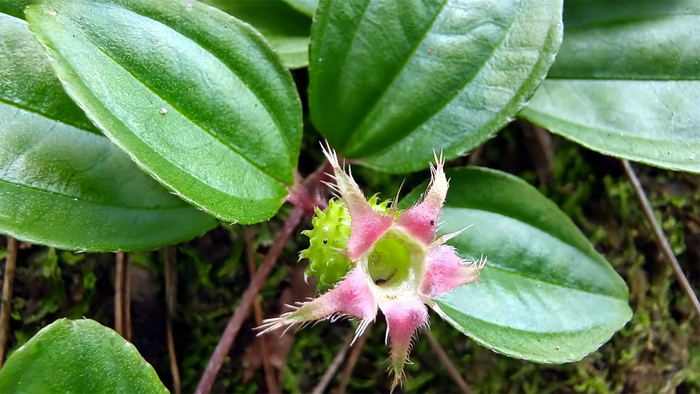 植物果实欣赏:地菍果实