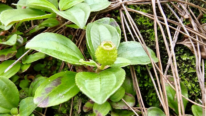 植物果实欣赏:地菍果实