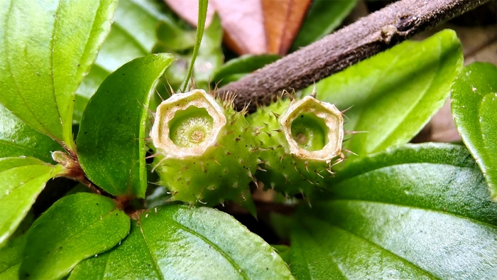 植物果实欣赏:地菍果实