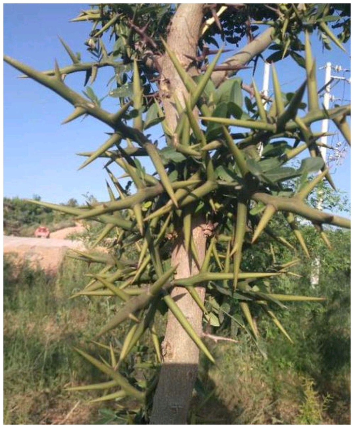 植物刺的类型及作用|植物|作用|叶刺|叶面|皮刺|环境|果实|叶脉|维管|位置_新浪新闻