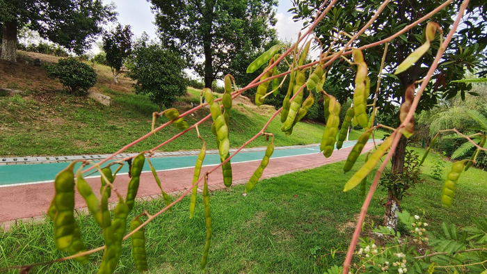 植物果实欣赏:"光荚含羞草"果实
