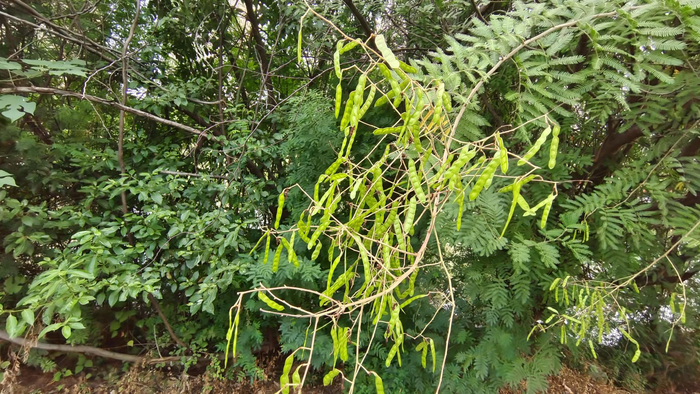 植物果实欣赏:"光荚含羞草"果实