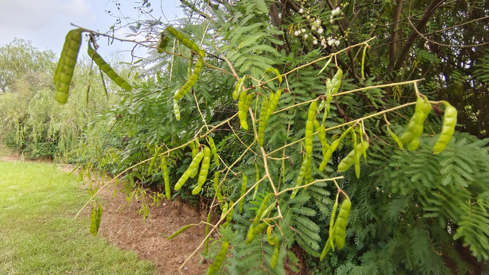 植物果实欣赏:"光荚含羞草"果实